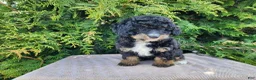 Mini Bernedoodle dogs for sale: Karly - Ad 10