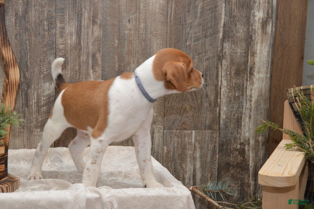 Jug dogs for sale: Atlas - Ad 7