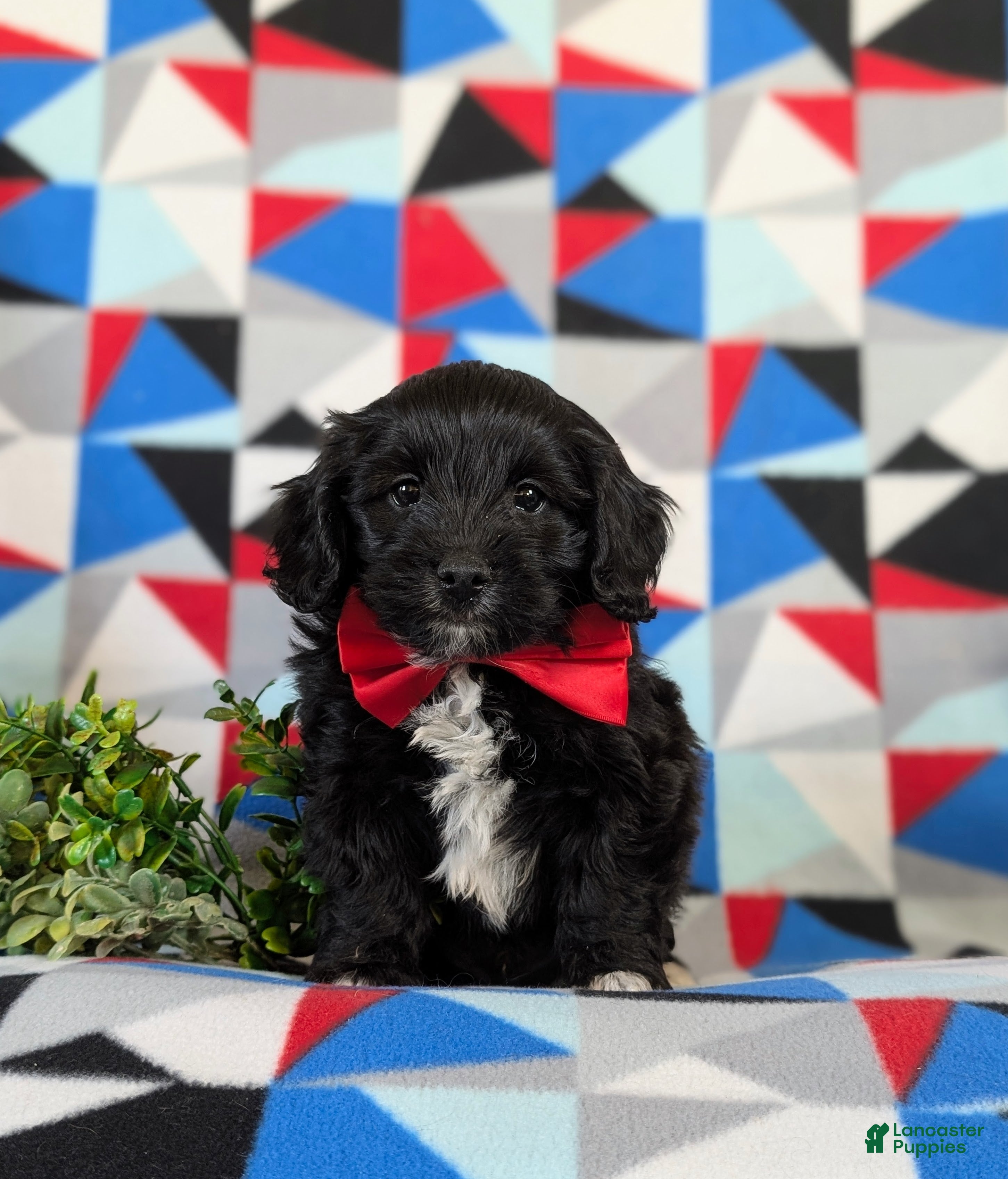 Mixed Breed dogs Ajay - Ad 2