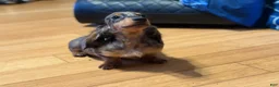 Miniature Dachshund dogs for sale: AKC Russian- Pra clear sale - Ad 3
