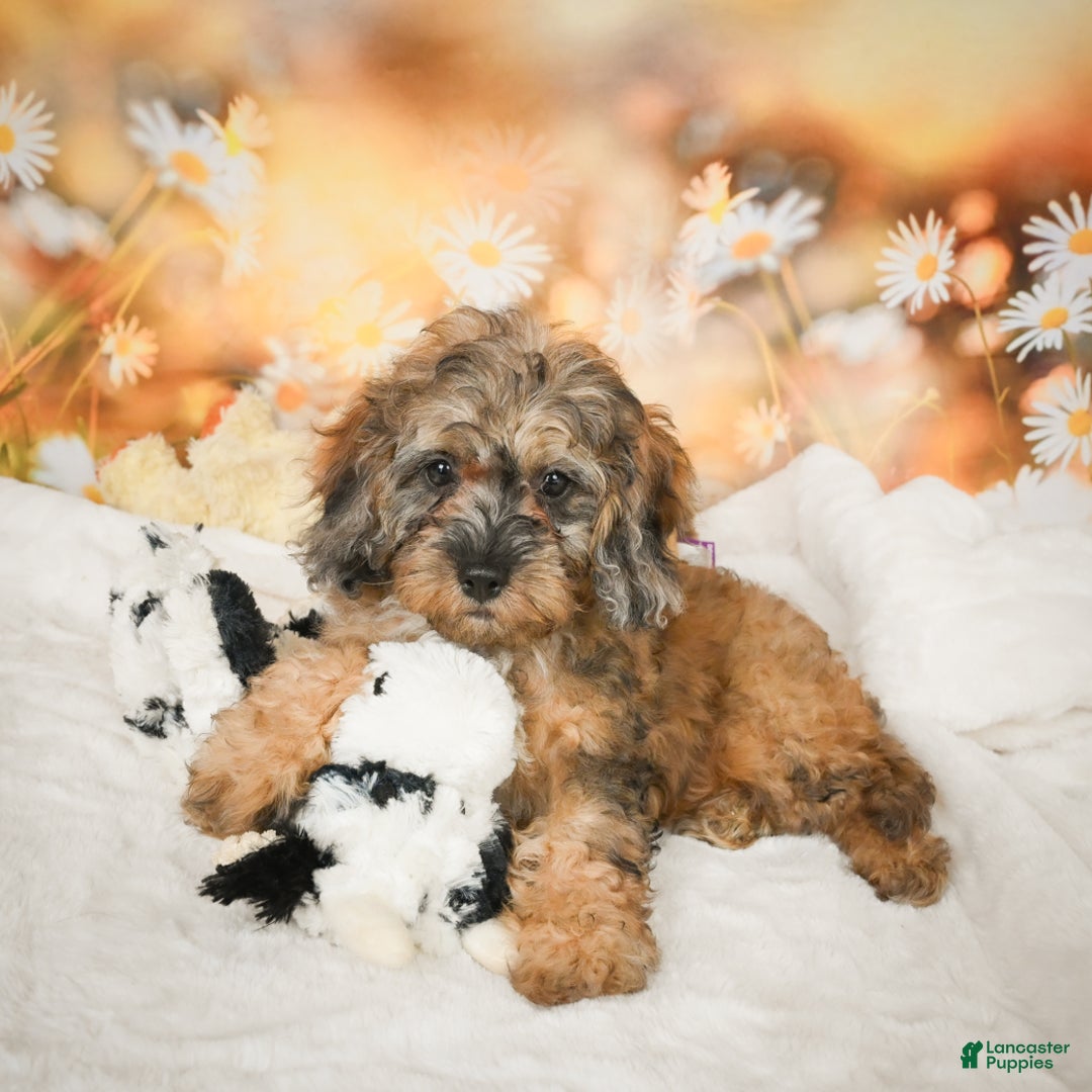 Cockapoo dogs for sale: Carly - Ad 9