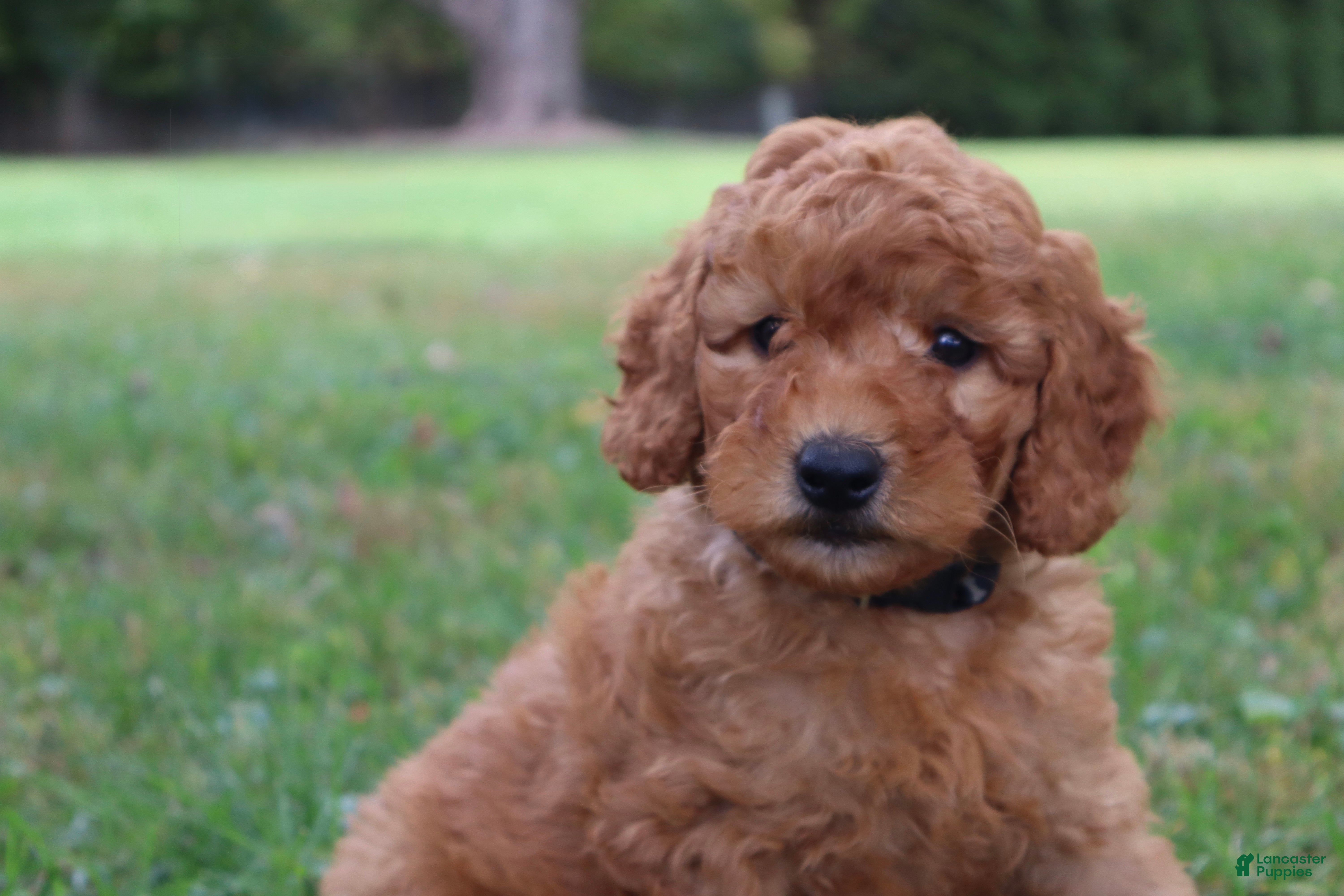 Mini Goldendoodle dogs Mocha - Ad 1