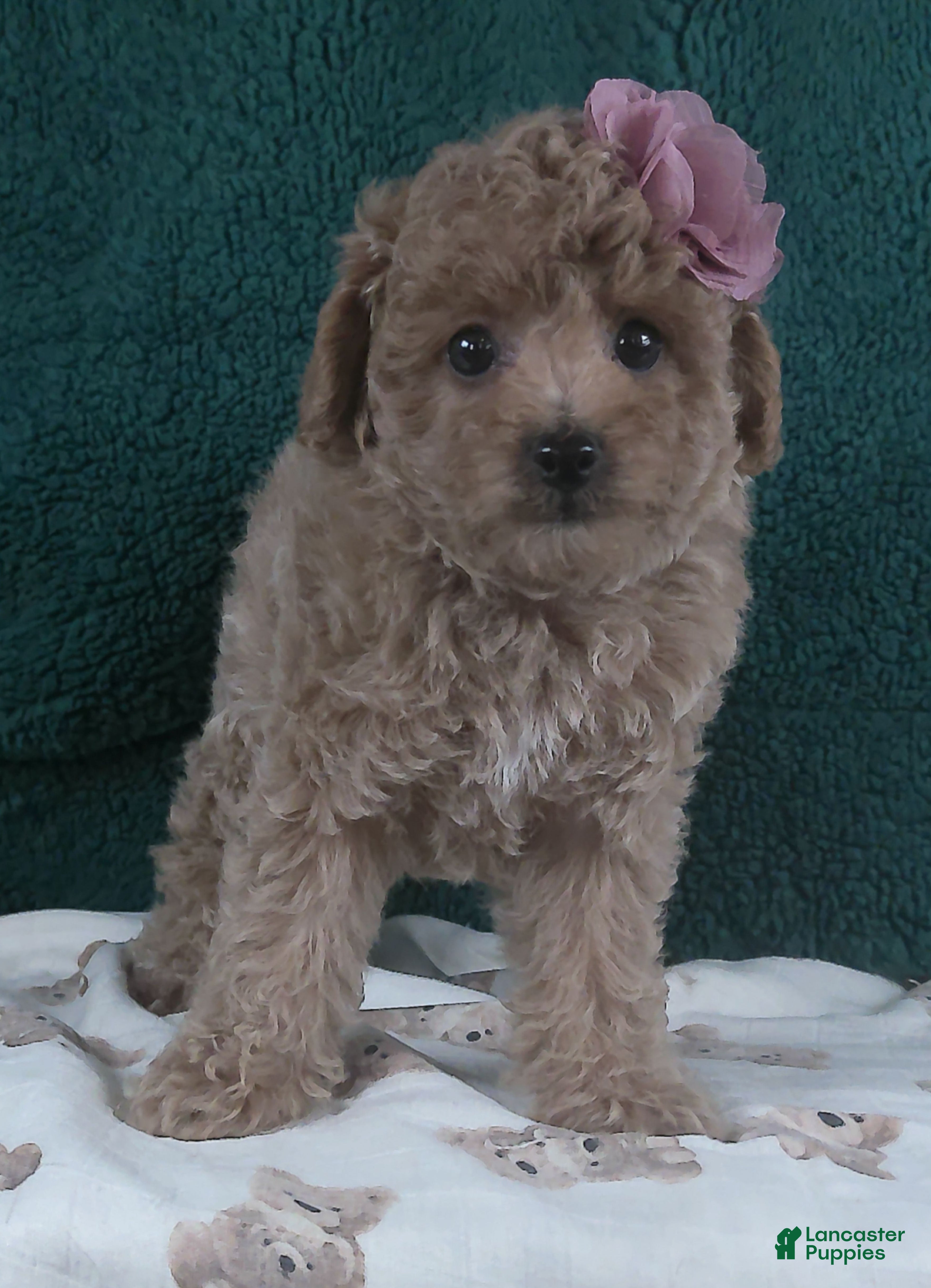 Miniature Poodle dogs for sale: Dollie - Ad 2