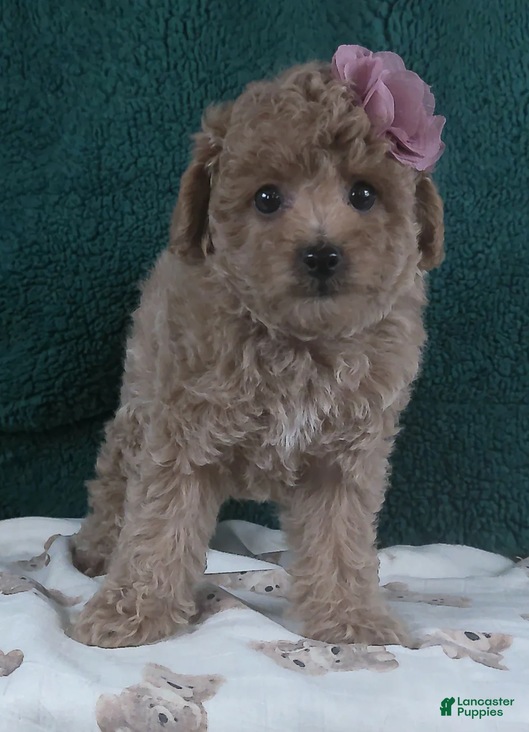 Miniature Poodle dogs for sale: Dollie - Ad 1