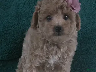 Miniature Poodle dogs for sale: Dollie - Ad 2