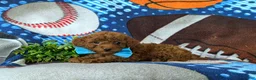 Mini Goldendoodle dogs for sale: Royce 10 lbs full grown - Ad 4