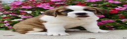 Saint Bernard dogs for sale: Bobbie - Ad 3