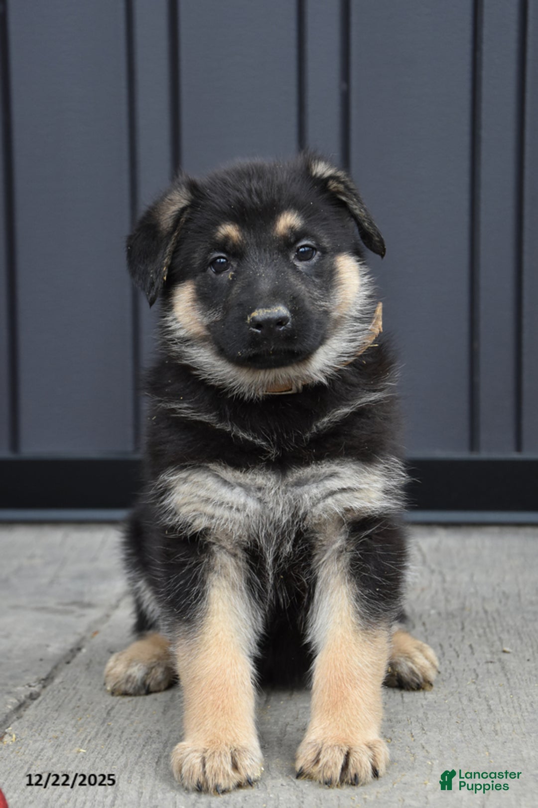 German Shepherd dogs for sale: Lucy - Ad 1