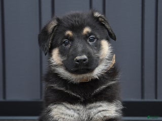 German Shepherd dogs Lucy - Ad 24