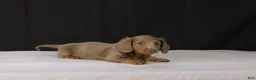 Dachshund dogs for sale: Bobby - Ad 9