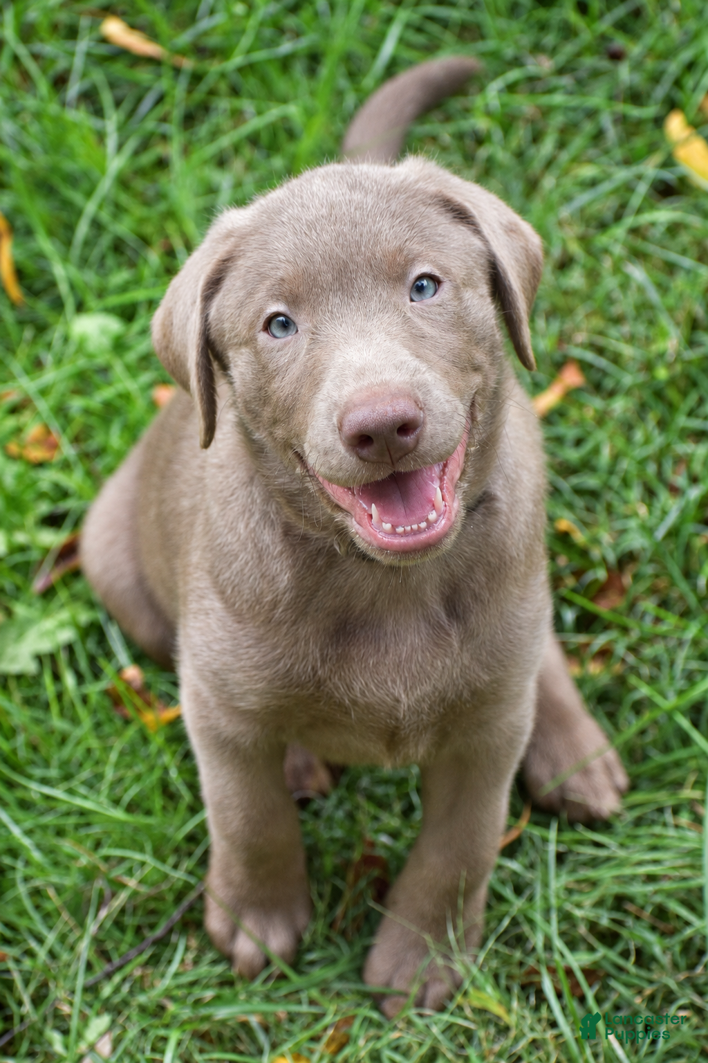 Thunder (Labrador, Male) in Honey Brook, PA