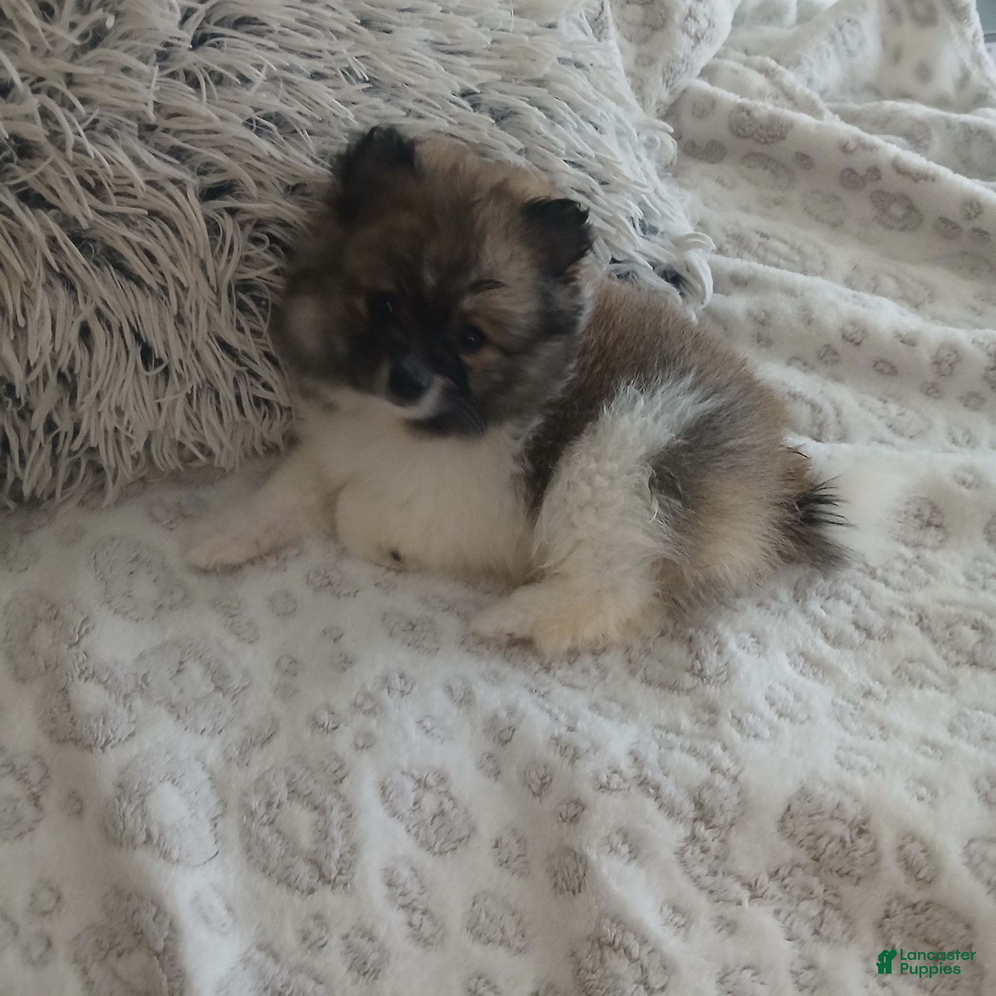 Pomeranian dogs Pomeranian Puppy 2 - Ad 16