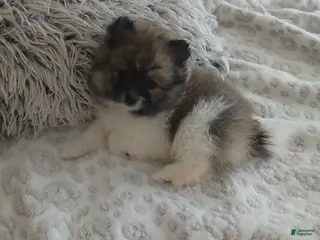 Pomeranian dogs Pomeranian Puppy 2 - Ad 16