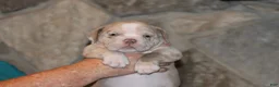 American Bully dogs for sale: American Bully Puppy 1 - Ad 5