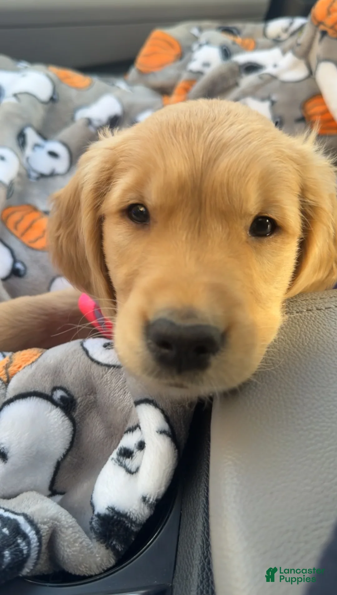 Golden Retriever dogs for sale: Golden Retriever Puppy 1 - Ad 2