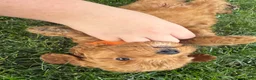Mixed Breed dogs for sale: Sunny - Ad 3