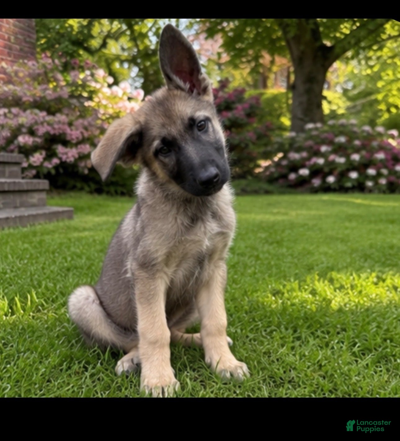 German Shepherd dogs  Blossom  - Ad 34