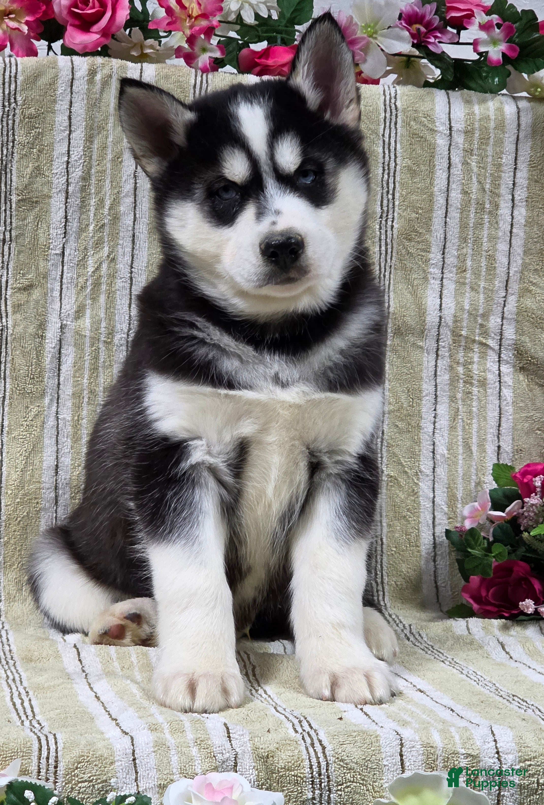 Siberian Husky dogs Dillon - Ad 6