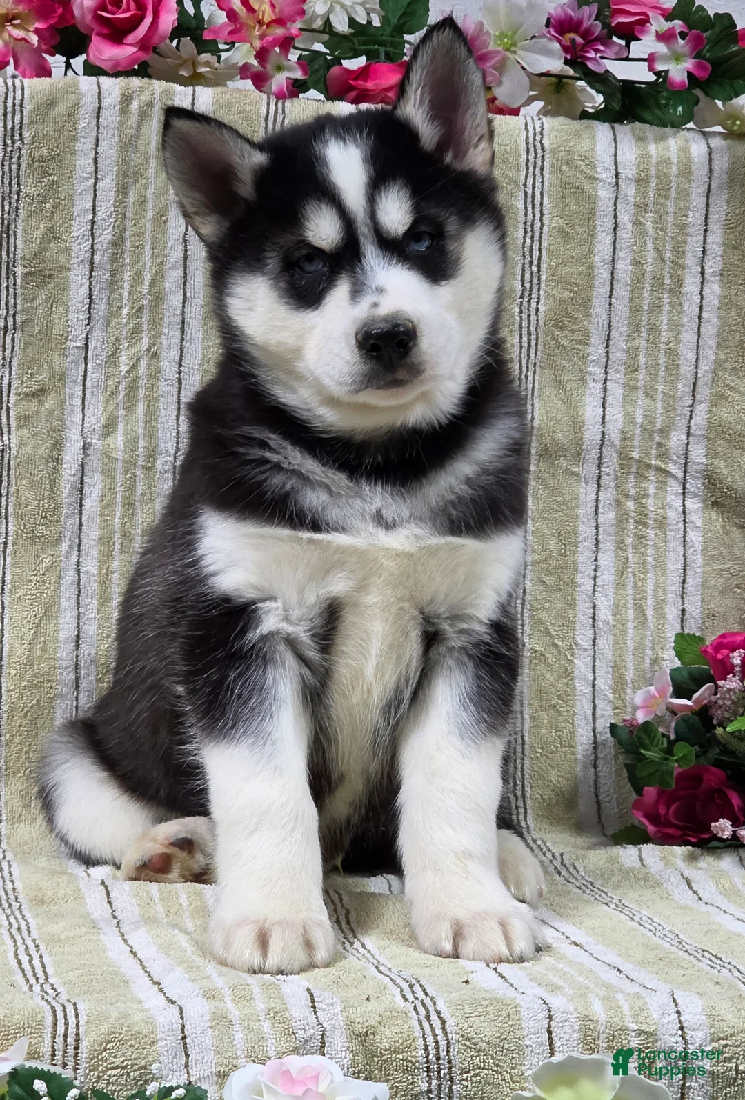 Siberian Husky dogs for sale: Dillon - Ad 1