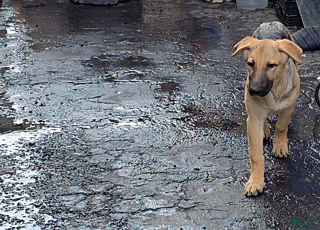 German Shepherd dogs for sale: BABY - Ad 1