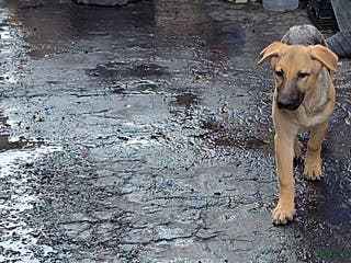 German Shepherd dogs BABY - Ad 1