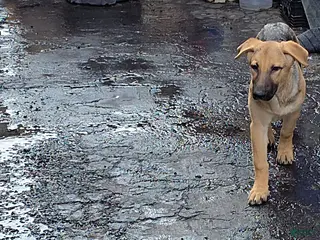 German Shepherd dogs BABY - Ad 19