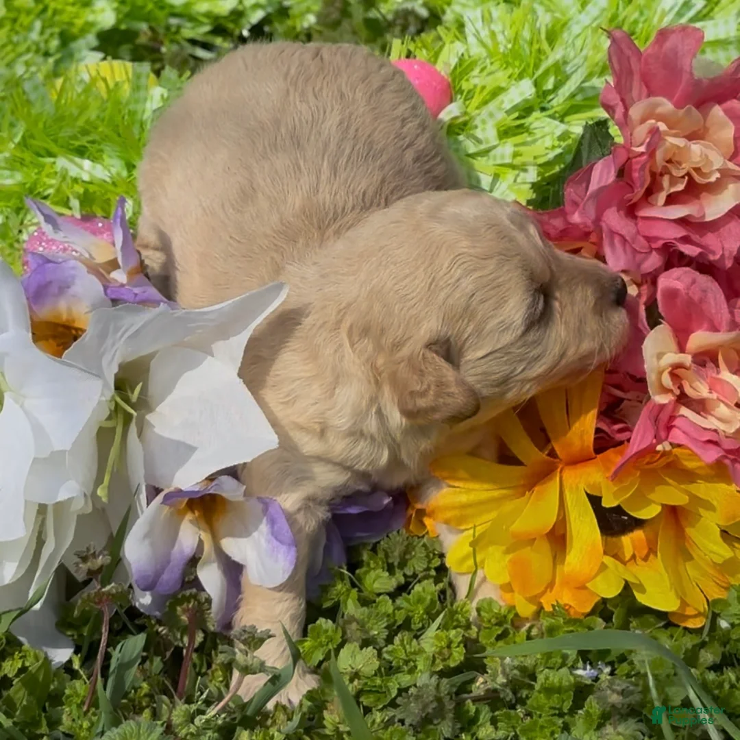 Mini Goldendoodle dogs for sale: Clover  - Ad 2