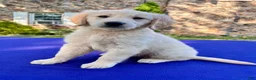 Golden Retriever dogs for sale: Candie - Ad 5