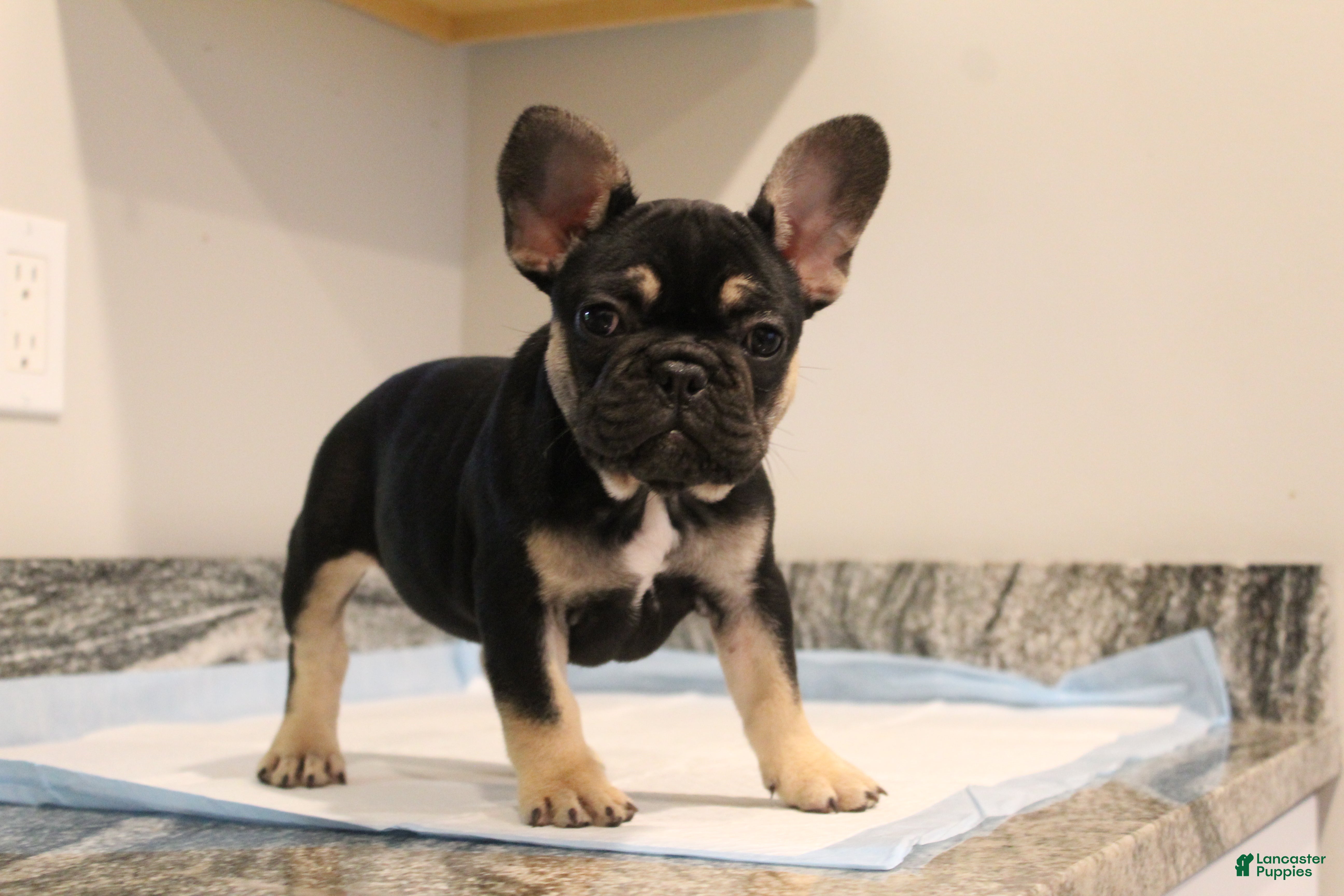 French Bulldog dogs French Bulldog Puppy 1 - Ad 12
