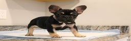 French Bulldog dogs for sale: Kiwi - Ad 1