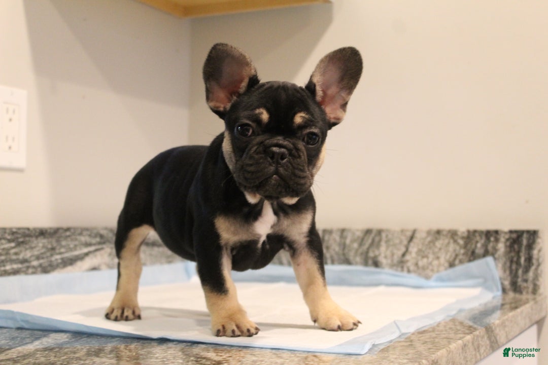French Bulldog dogs for sale: Kiwi - Ad 1