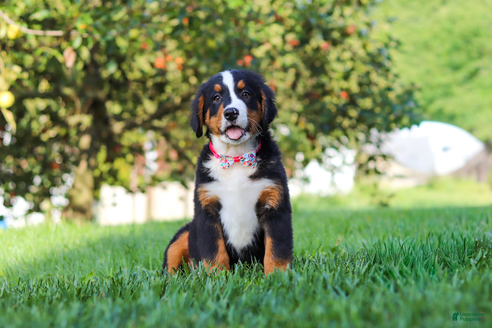 Bernese Mountain Dog dogs Casey - Ad 2