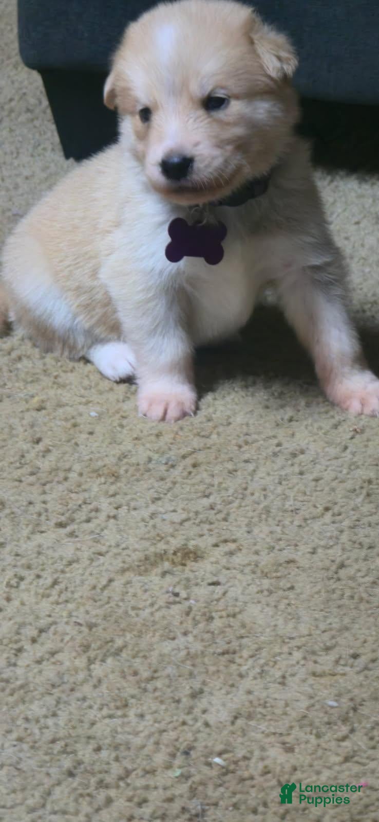 Mixed Breed dogs Mixed Breed Puppy 4 - Ad 15