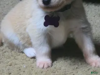 Mixed Breed dogs Mixed Breed Puppy 4 - Ad 15