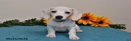 Miniature Dachshund dogs for sale: Penny - Ad 1