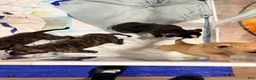 American Bully dogs for sale: American Bully 4 - Ad 9