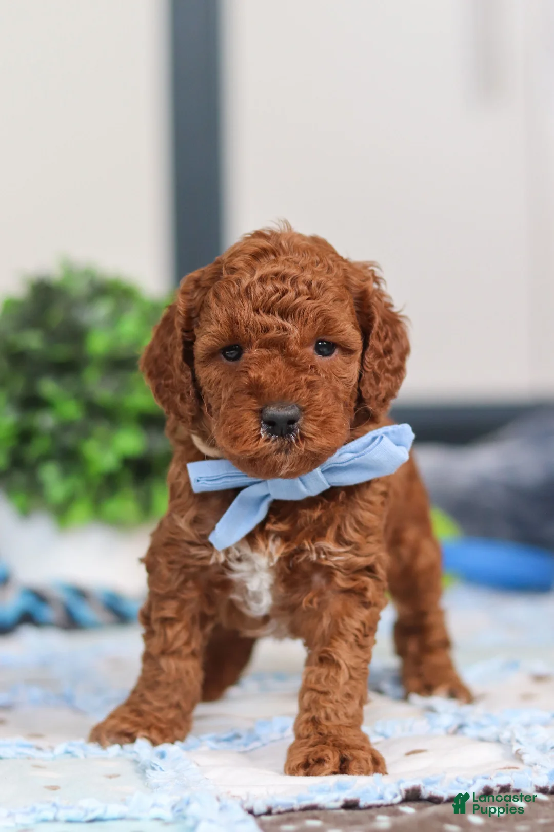 Mini Goldendoodle dogs for sale: Nash - Ad 1