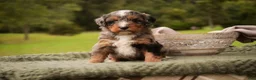 Mini Bernedoodle dogs for sale: Colt F1 Mini Bernedoodle  - Ad 6