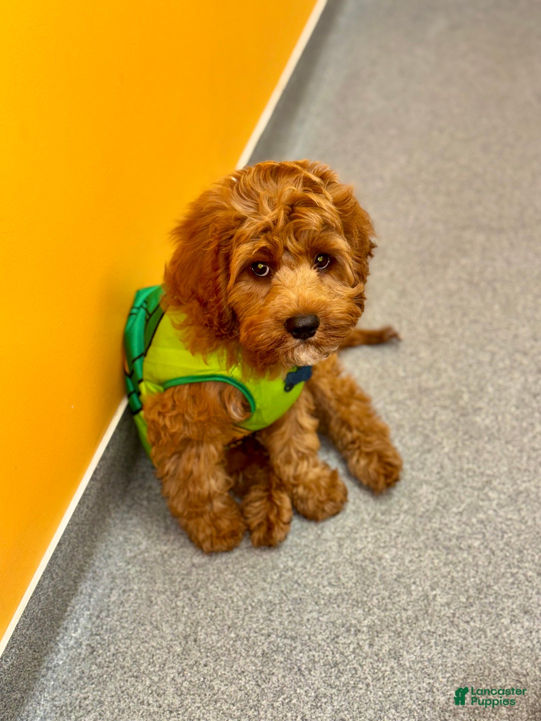 Cavapoo dogs for sale: Cavapoo Puppy 1 - Ad 4
