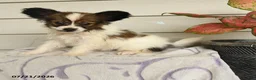 Papillon dogs for sale: Randol - Ad 3