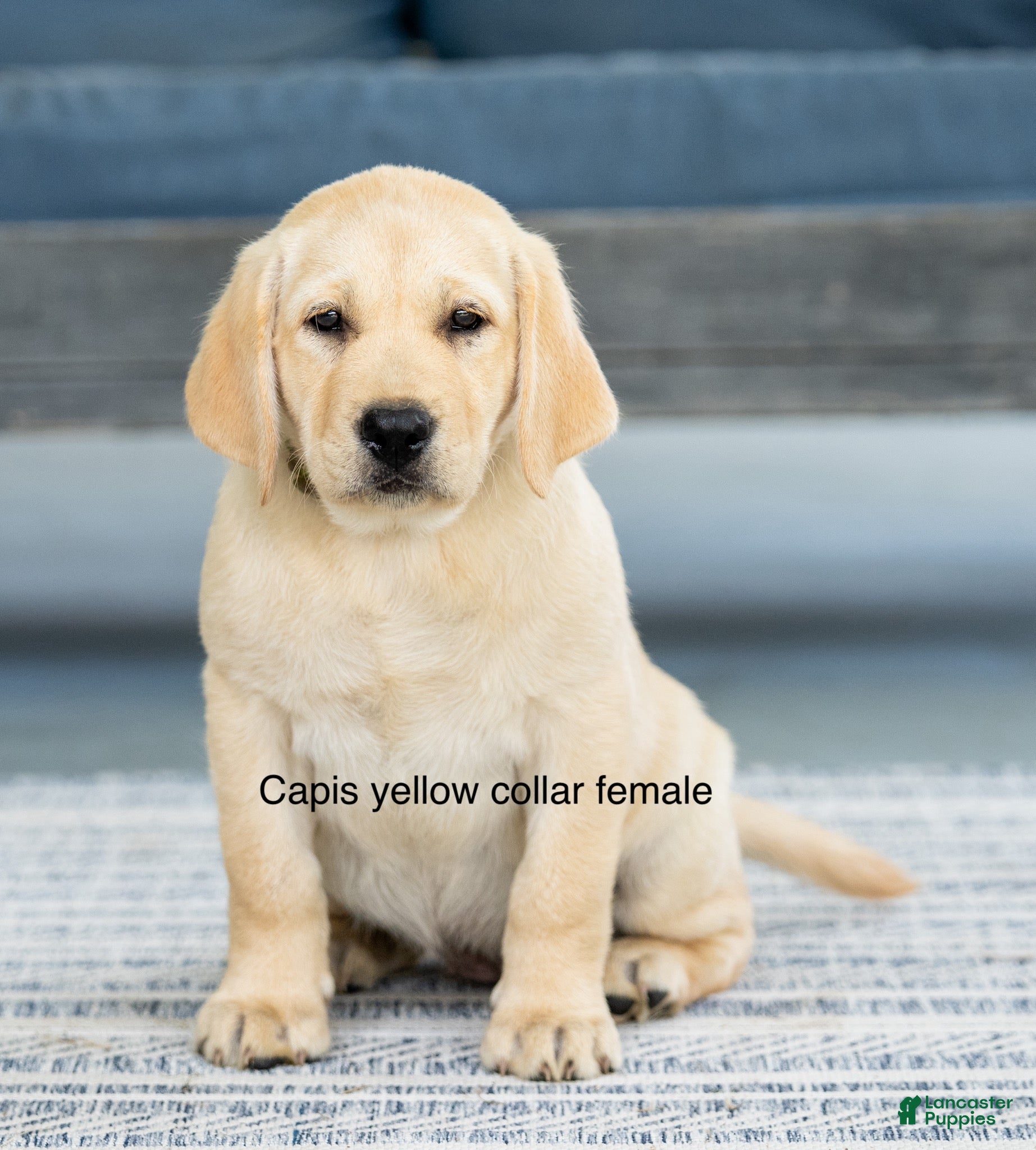 Labrador Retriever dogs for sale: Yellow Collar Female  - Ad 3