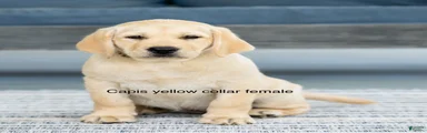 Yellow Collar Female 