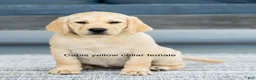 Labrador Retriever dogs for sale: Yellow Collar Female  - Ad 1