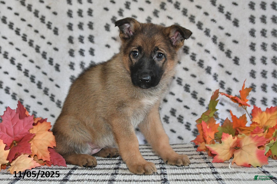 German Shepherd dogs for sale: Kandy - Ad 9