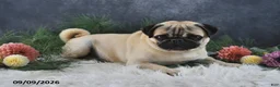 Pug dogs for sale: Nicholas - Ad 6