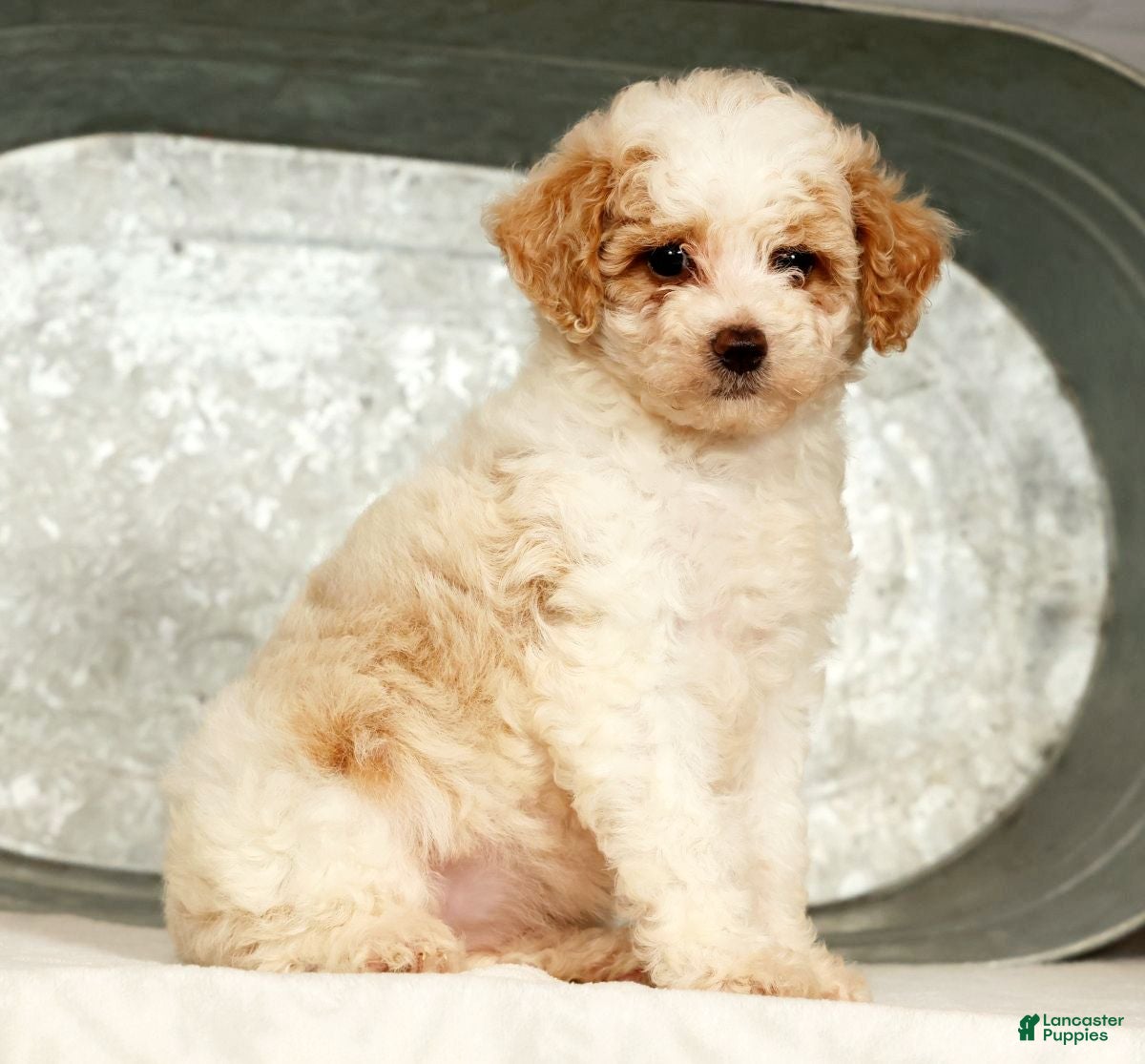 Miniature Poodle dogs Petunia - Ad 1