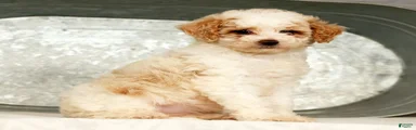 Petunia