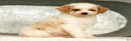Miniature Poodle dogs for sale: Petunia - Ad 1