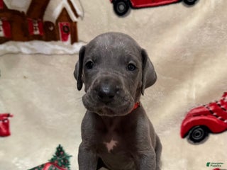 Great Dane dogs Marsh - Ad 9