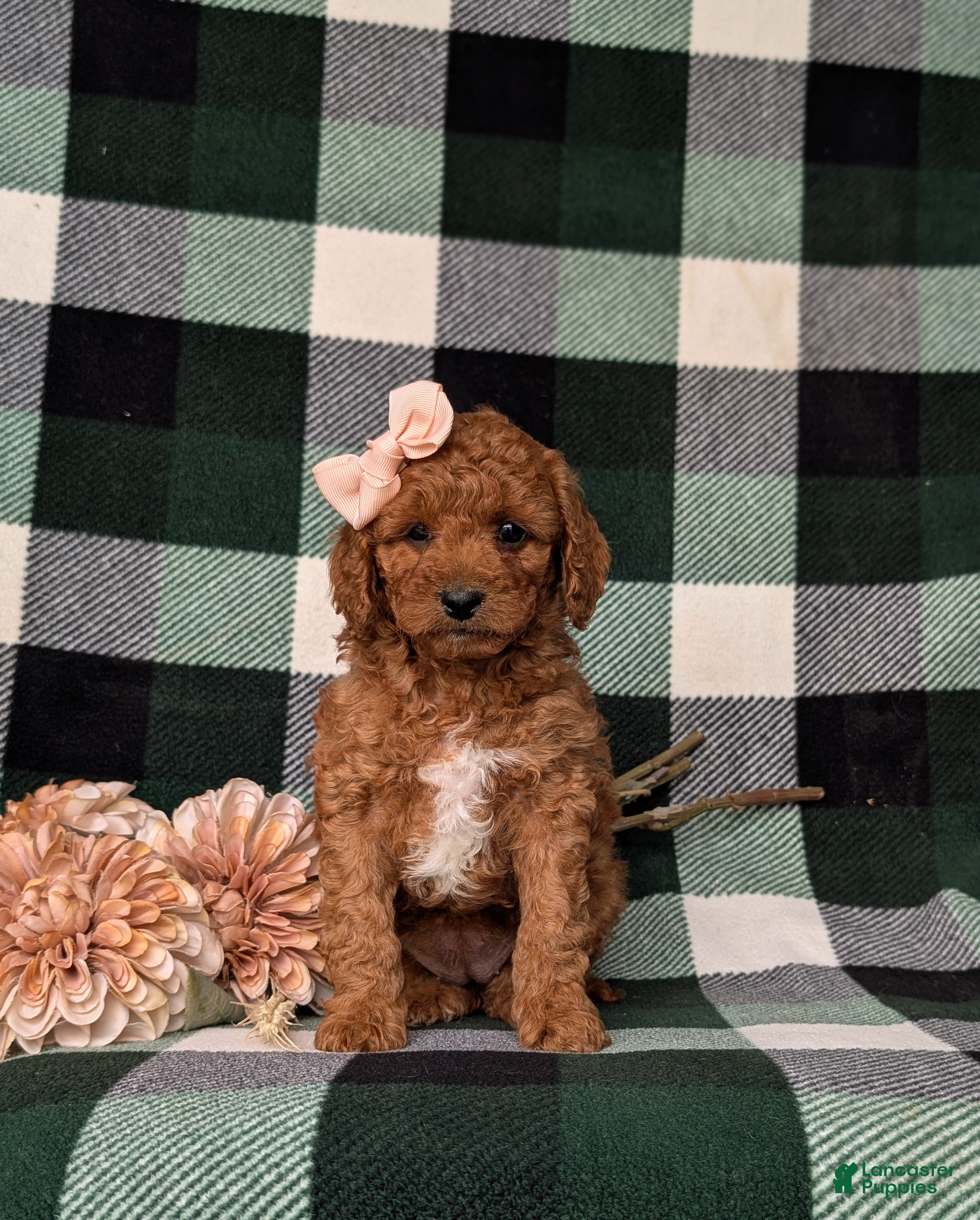 Mini Goldendoodle dogs Tehya 9 lbs Full Grown - Ad 2